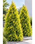 Туя західна `Голден Брабант` | Thuja occidentalis `Golden Brabant` | Туя западная `Голден Брабант`